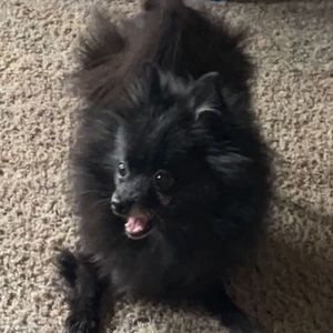 Meet your Posher, Ravin